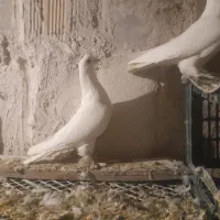 کفتر|پرنده|تبریز, |دیوار