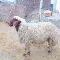 بره قوچ|حیوانات مزرعه|زاغه, |دیوار