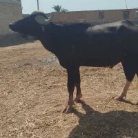 گاومیش نر