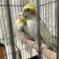 عروس هلندی نر و ماده مست