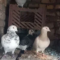 فروشی|پرنده|سراب, |دیوار