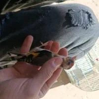 سهره دورگ چونه سفید سپیدان