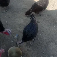 فروش بوقلمون