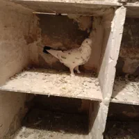 کبوتر خاصا|حیوانات|بناب, |دیوار