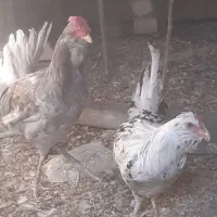 مرغ و خروس زینتی