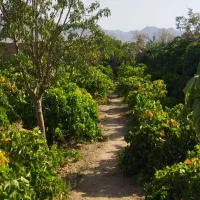 باغ انگور همراه آب چاه موتور|فروش دفتر صنعتی، کشاورزی، تجاری|کاشمر, |دیوار