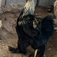 خروس برهما اصل