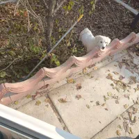 سگ پاکوتاه با نژاد اصل|سگ|ارومیه, |دیوار