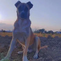 سگ افغان قیمت مناسب، دیوانه