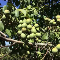 نهالستان گردو ارقام متنوع میوه های پربار پالیز|خدمات باغبانی و درختکاری|اسفرورین, |دیوار