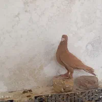 یک جفت زرد کرمونی|پرنده|کاشمر, |دیوار