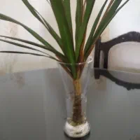 گلدان بلور  نو