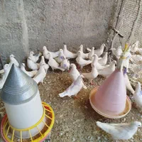 کبوتر گوشتی سفید|پرنده|اصفهان, ارغوانیه|دیوار