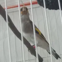 سهره دورگ نر دهن دار|پرنده|مشهد, ابوذر|دیوار