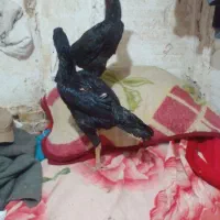 سلام ۳ عدد جوجه اوشامو|حیوانات مزرعه|طرقبه, |دیوار