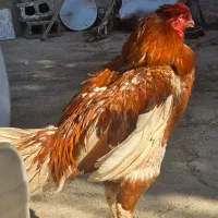 خروس لاری|حیوانات مزرعه|آبپخش, |دیوار