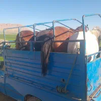 خرید و فروش اسب پالونی