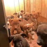 واگذاری توله سگ پیت بول