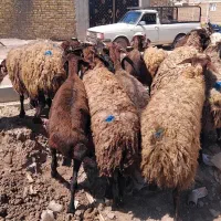 گوسفند جوان جهت نگهداشت ع