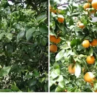 کود ارگانیک