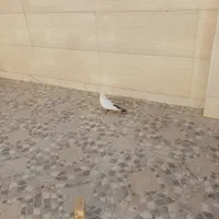 ماده دمب سیاه عروسک