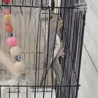 عروس هلندی خونگی بهشرت حرف زدن|پرنده|قرچک, شهرک طلائیه|دیوار