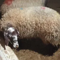 دو عدد گوسفند سرحال سالم|حیوانات مزرعه|شباب, |دیوار