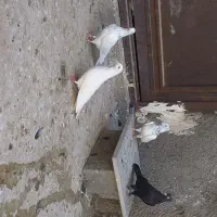 کبوتر کفتر|پرنده|قم, نوقطار|دیوار