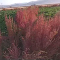 جارو محلی