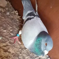کبوتر پلاکی دوخط مسافتی