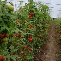 مشارکت در کشت های گلخانه ای|اجارهٔ دفتر صنعتی، کشاورزی، تجاری|کرمانشاه, |دیوار
