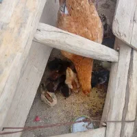 جوجه محلی جوجه زیر مرغی