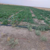 فروش روغن محلی