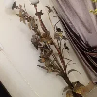 آباژور