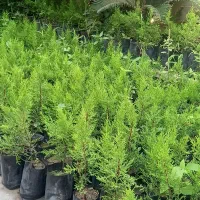 فروش نهال لاوسون نایلکسی و سطلی، ریشه پرس و سالم|گل و گیاه طبیعی|چالوس, |دیوار