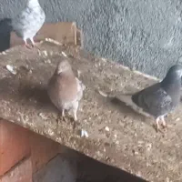 کبوتر پرشی|پرنده|آق قلا, |دیوار