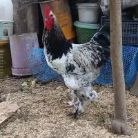 خروس برهما
