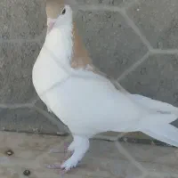 ی عدد خال راست زرد
