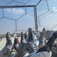 ۱۲تا هفرنگ پرخال همه جوان بشرط|پرنده|الوند, |دیوار