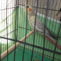 طوطی زیبای عروش هلندی|پرنده|محمدشهر, محمدشهر|دیوار