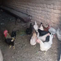 مرغ رسمی لری خروس لری
