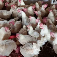 مرغ خروس سیاه جهت ذبح ،مرغ سفید مشکی قضابلا|حیوانات مزرعه|اصفهان, شاهد|دیوار