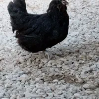 چند عدد مرغ|حیوانات مزرعه|بندر دیر, |دیوار