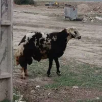 یک عدد نر 2ساله عاص