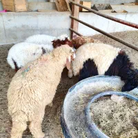 5عدد بره یا گوسفند 3تا نر ، 2تا ماده درجه یک