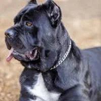 روتواایلر کین کورسوو دوبرمن بلک توله سگ ژرمن رکسی|سگ|تهران, شهرک غزالی|دیوار