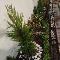 خدمات کلیه باغبانی باغچه کاری گلکاری هرس کاری|خدمات باغبانی و درختکاری|اسلامشهر, مظفریه|دیوار