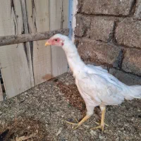 مرغ خروس فریح|حیوانات مزرعه|محمدبار, |دیوار