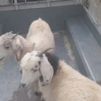 دوعدد کره ماده