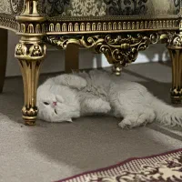 گربه|گربه|شیراز, منطقه هوایی شهید دوران|دیوار